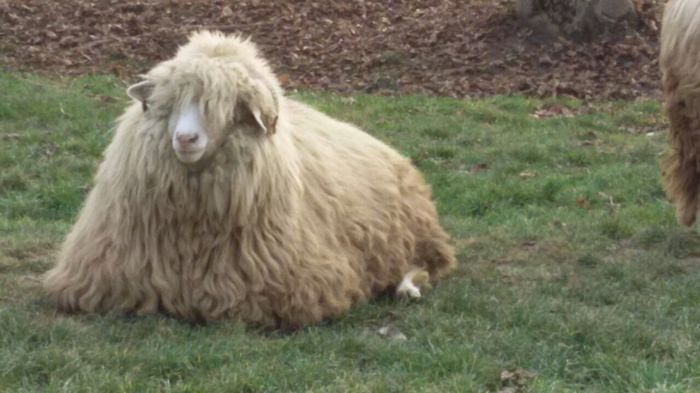 image-04089ac42385b16da3df9137931028ba46a0a5151d1ad839f894bb452200d317-V - oi bale