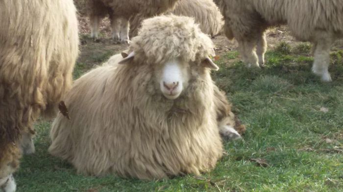 image-ac5c8fecff2db28d47e13fa442227a461d6025b15480db5772d4c675a07ae623-V