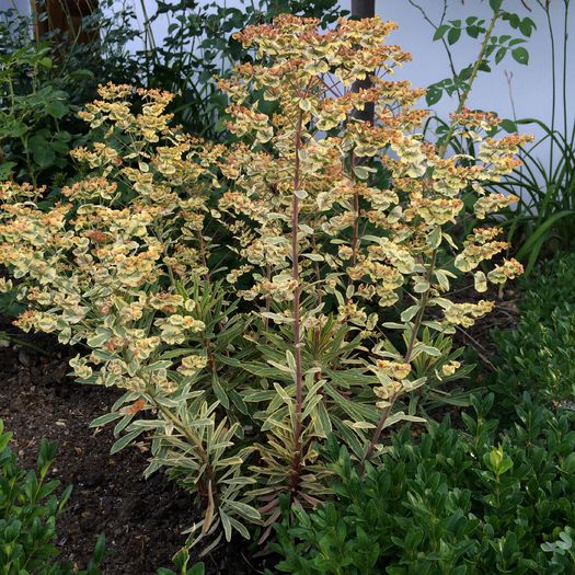 euphorbia variegata