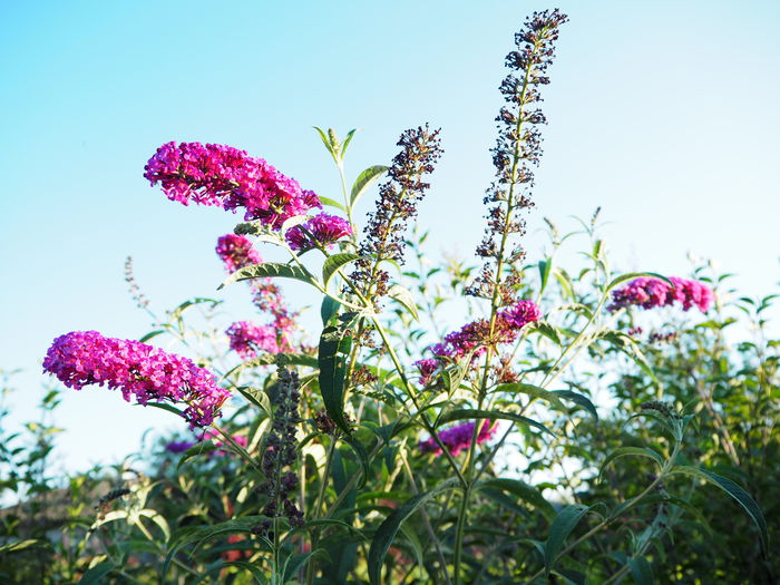 buddleja - gradina 2015