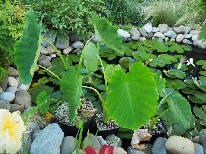 colocasia esculenta