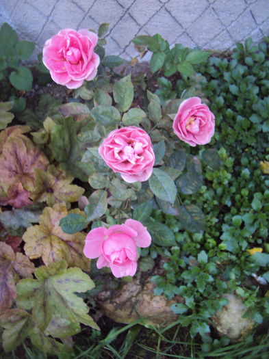 DSC07899 - 2016 Heuchera