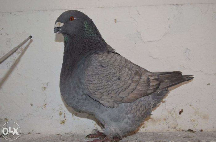 58177757_1_1000x700_porumbei-american-giant-homer-tineret-si-maturi-bucuresti_rev004