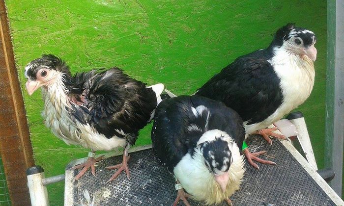 12167680_505682882938367_1567379995_n - Tineret si Pui 2015