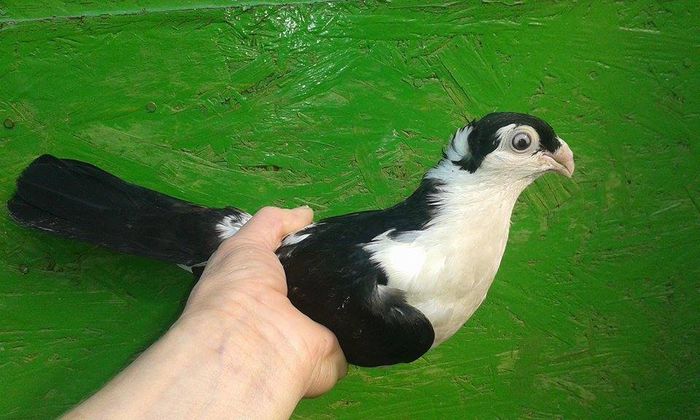 F 2015 - Tineret si Pui 2015