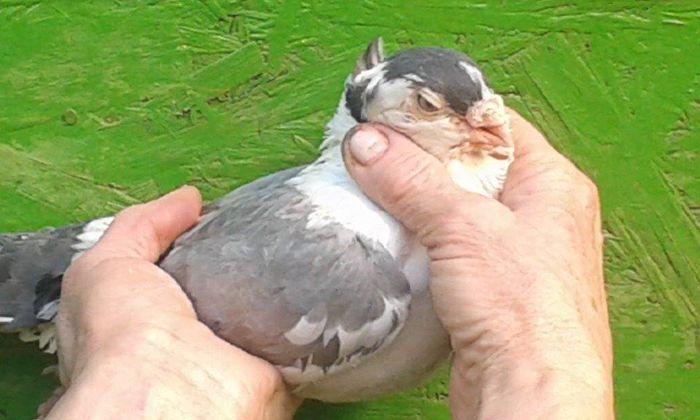 F - Tineret si Pui 2015