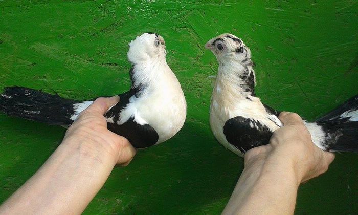 F - F 2015 - Tineret si Pui 2015