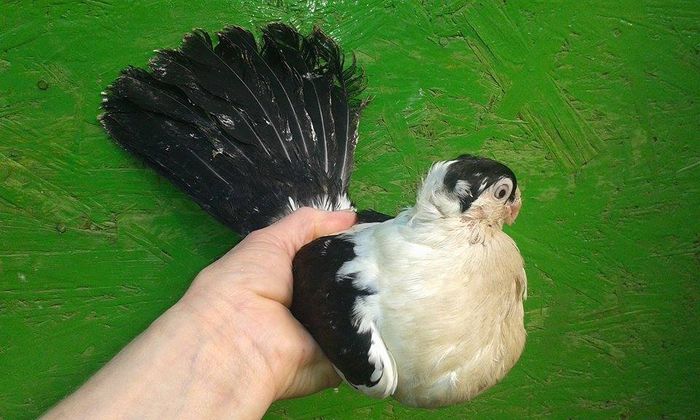 F 2015 - Tineret si Pui 2015