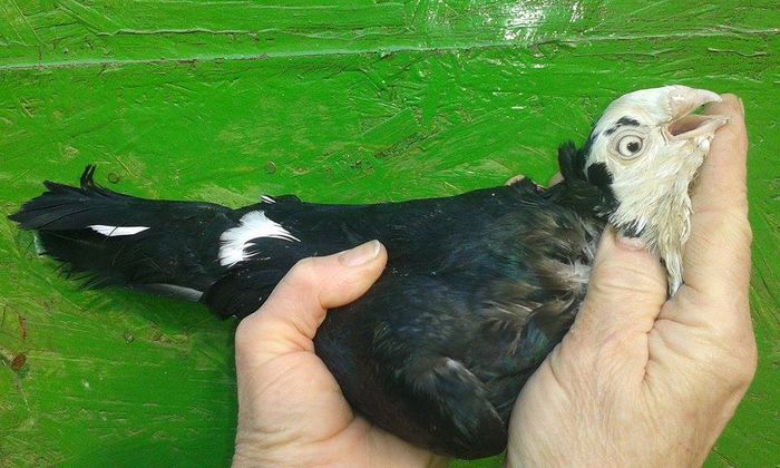 F - Tineret si Pui 2015