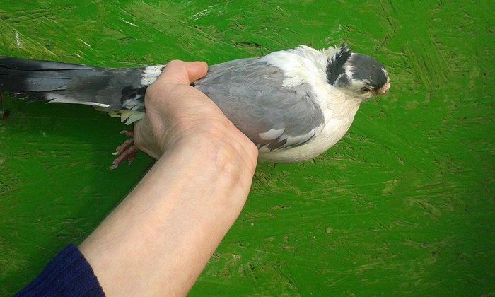 F - Tineret si Pui 2015