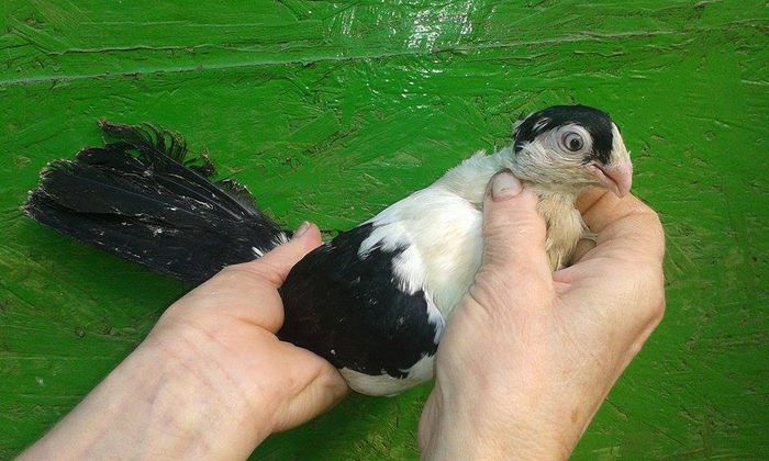 F 2015 - Tineret si Pui 2015