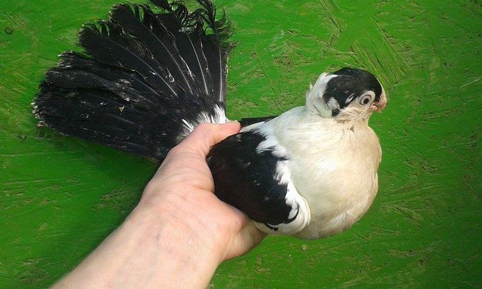 F TANARA 2015 16 in coada - Tineret si Pui 2015