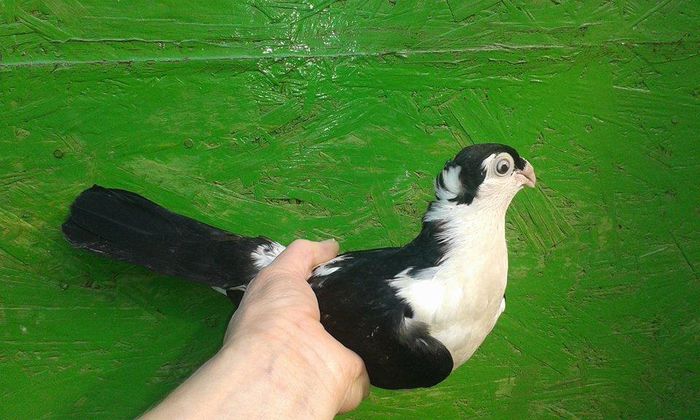 F TANARA 2015 - Tineret si Pui 2015