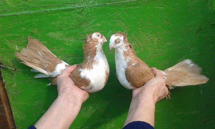 M 2014 - F 2015 - Tineret si Pui 2015