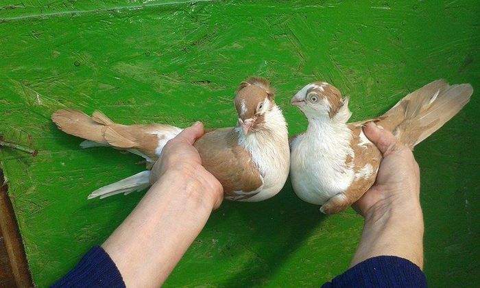 M - F 2015 - Tineret si Pui 2015