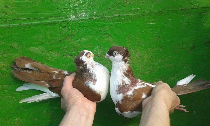 M - M 2015 - Tineret si Pui 2015