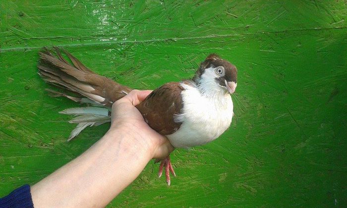 M TANARA 2015 - Tineret si Pui 2015