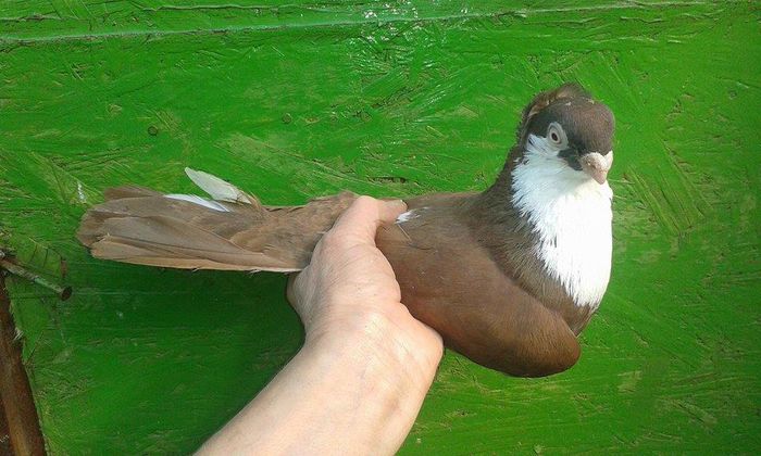 M 2015 - Tineret si Pui 2015