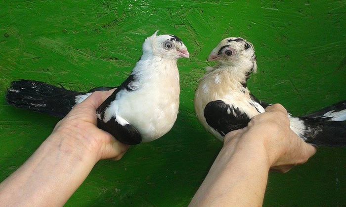 PUI 2015 - Tineret si Pui 2015