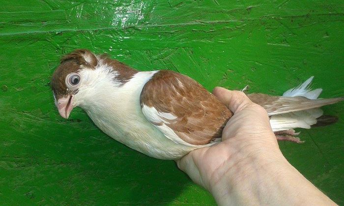 PUI 2015 - Tineret si Pui 2015