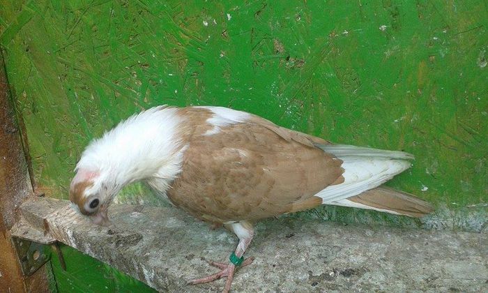 PUI 2015 - Tineret si Pui 2015