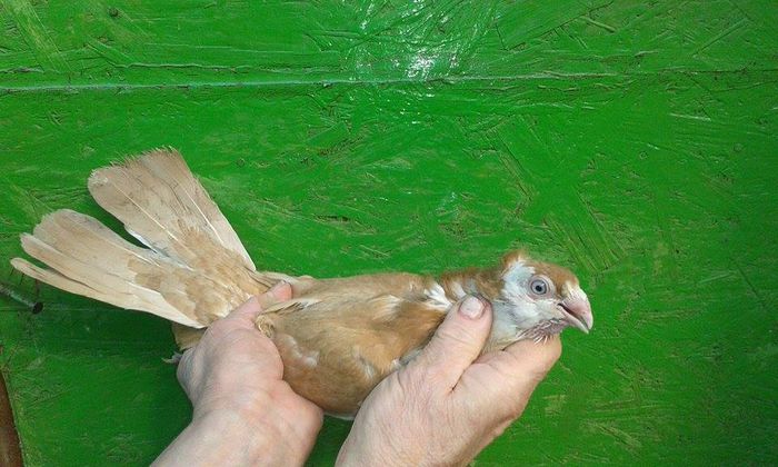 PUI 2015 - Tineret si Pui 2015