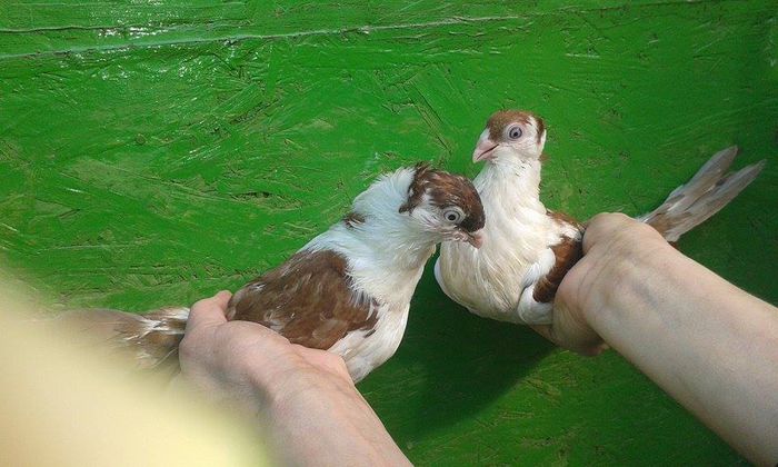 PUI 2015 - Tineret si Pui 2015