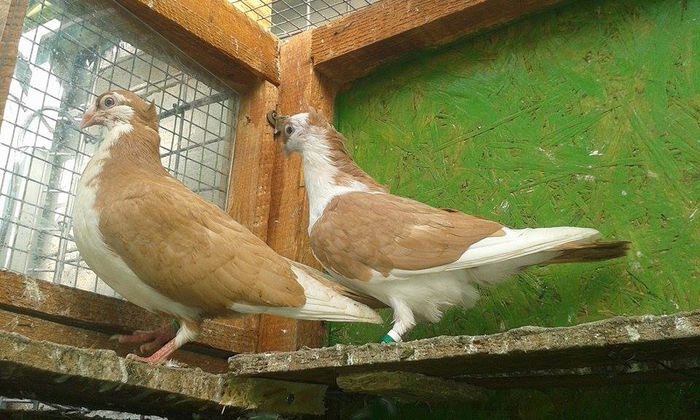 PUI 2015 - Tineret si Pui 2015