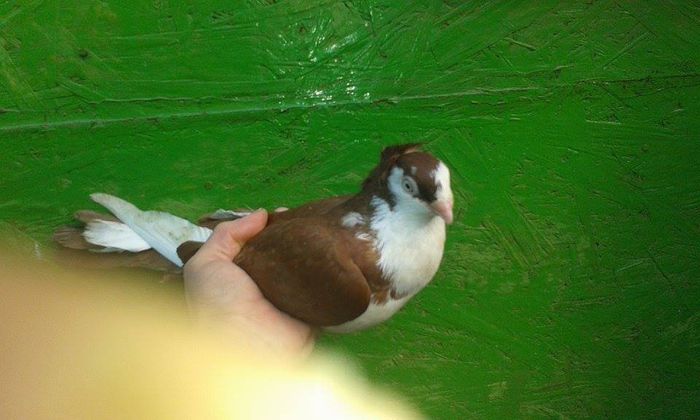 TANAR 2015 - Tineret si Pui 2015