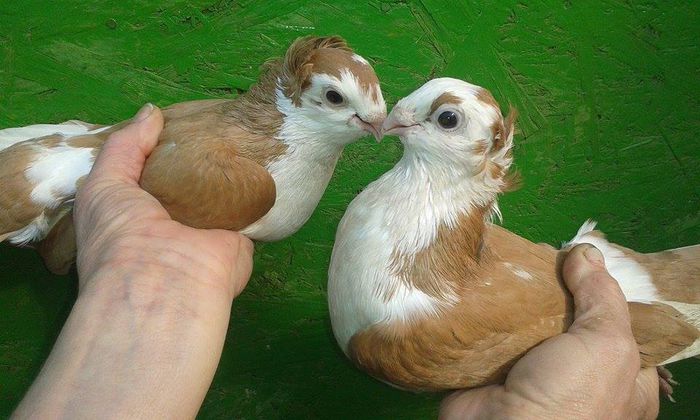 TINERET 2015 - Tineret si Pui 2015