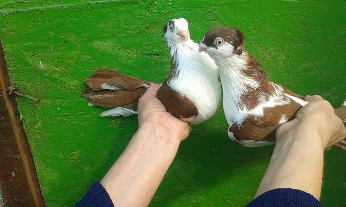 TINERET 2015 - Tineret si Pui 2015