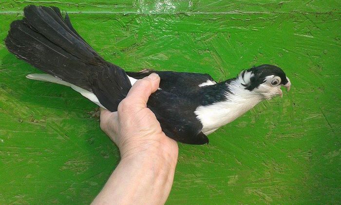 TINERET F 2015 - Tineret si Pui 2015