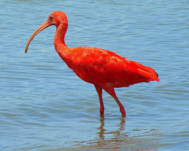 Corocora_colorada_o_roja_Scarlet_Ibis_Eudocimus_ruber