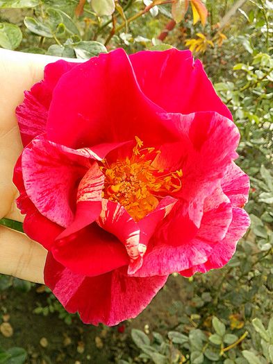 IMG_20151019_132453 - 0 TRANDAFIRI 2015