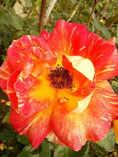 IMG_20151019_132428 - 0 TRANDAFIRI 2015