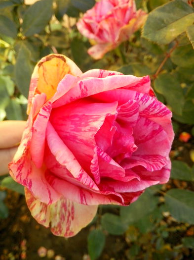 IMG_20151018_153855 - 0 TRANDAFIRI 2015