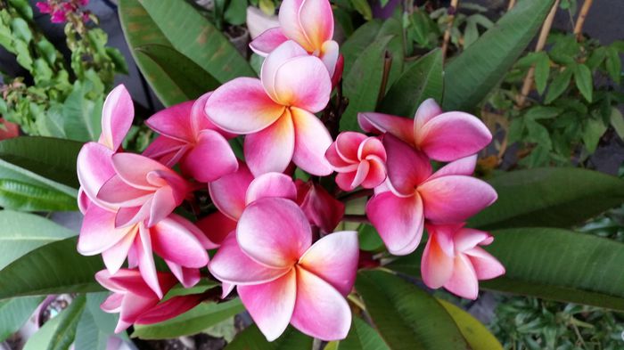 20151020_122123 - Plumeria