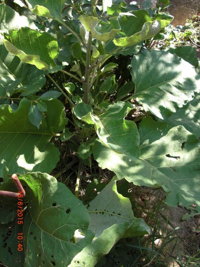 brusture - Gradina Casa si Plante Rare sau Deosebite pentru Sanatate2