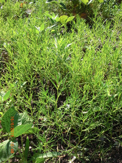 alge japoneze de gradina - Gradina Casa si Plante Rare sau Deosebite pentru Sanatate2