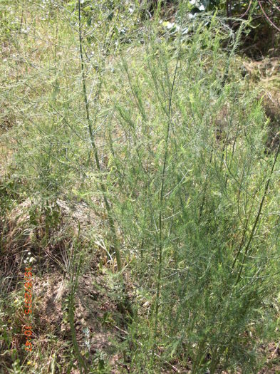 asparagus - Gradina Casa si Plante Rare sau Deosebite pentru Sanatate2