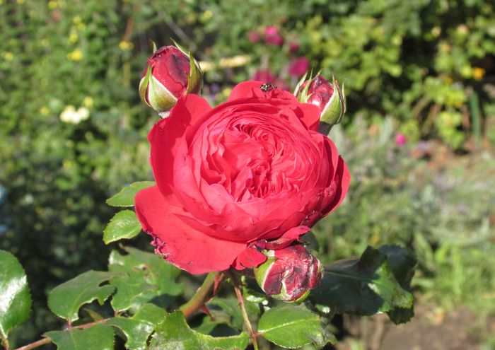 Red Leonardo da Vinci