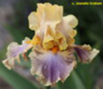 Chinook Arch - c Comanda irisi 2015