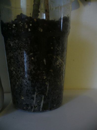 12063964_1493297370998481_636550308_n