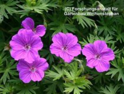 geranium sanguineum_tiny_monster - i colectie geranium