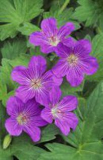 geranium vlassovianum,"infloricios":)) - i colectie geranium