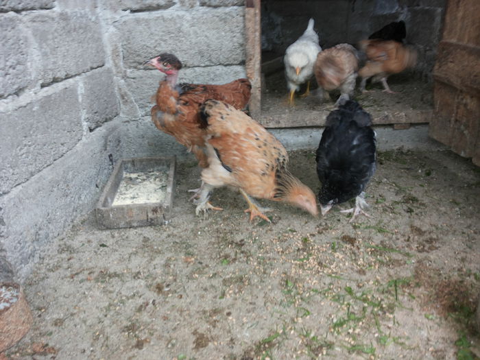 20151004_140051 - Tineret 2015 gaini comune