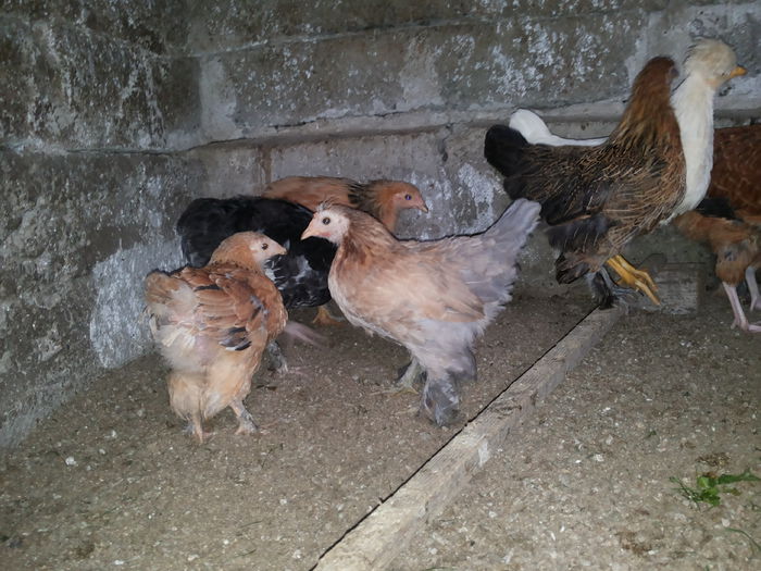 20151004_140006 - Tineret 2015 gaini comune