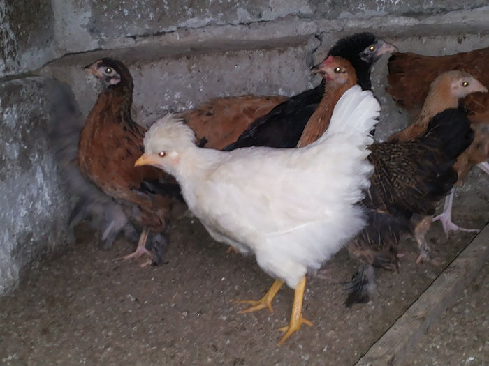 20151004_135906 - Tineret 2015 gaini comune