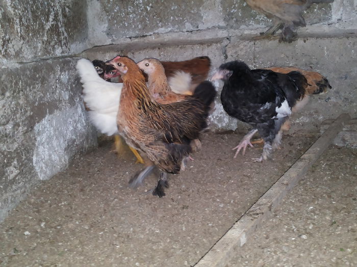 20151004_135803 - Tineret 2015 gaini comune