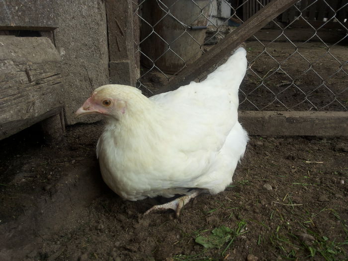 20151004_135342 - Tineret 2015 gaini comune